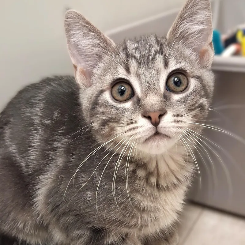 A young small-sized female Gray / Blue / Silver Domestic Short Hair cat named Squirt for adoption in Belmont, NY