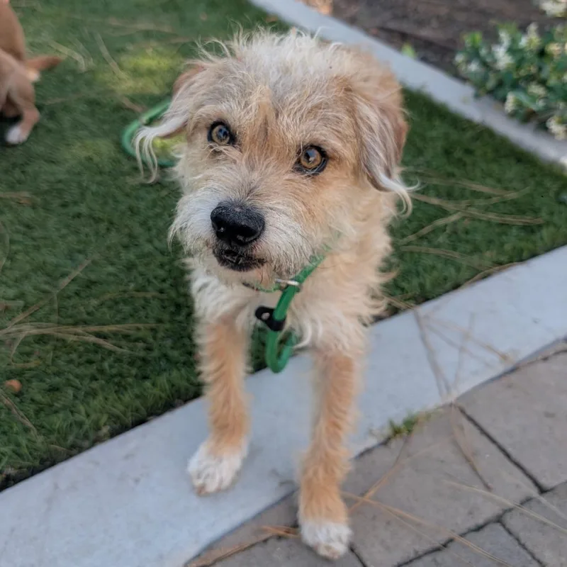 A young small-sized male Yellow / Tan / Blond / Fawn Poodle dog named Marlowe City Of Industry for adoption in Chino Hills, CA