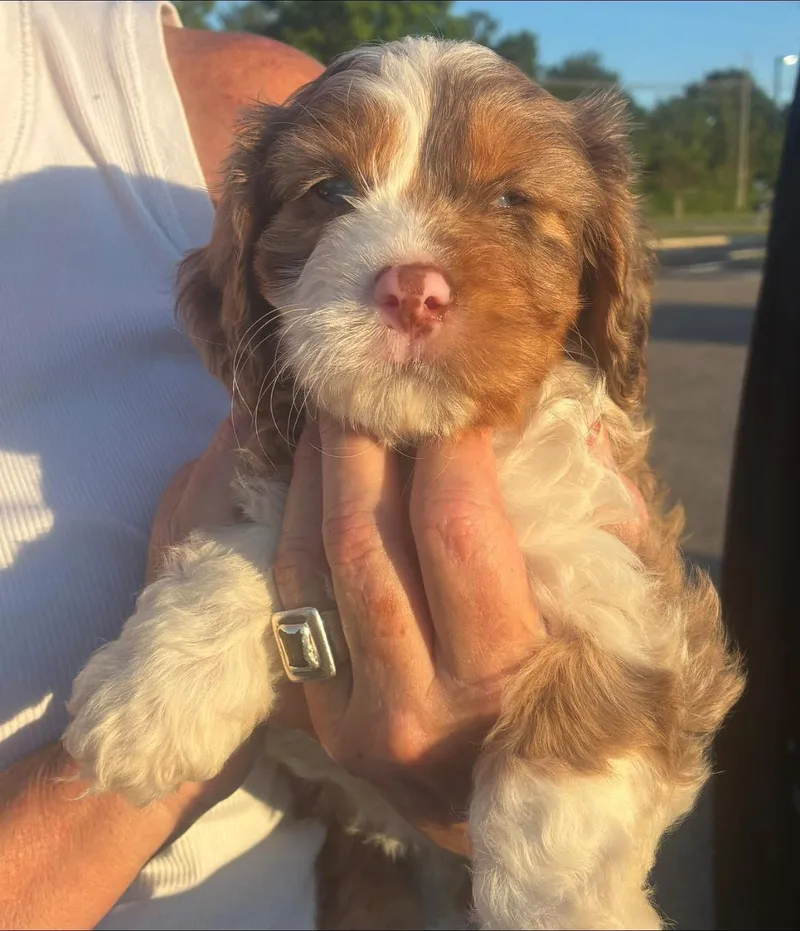 A baby small-sized female Cockapoo dog named Braille for adoption in Anniston, AL