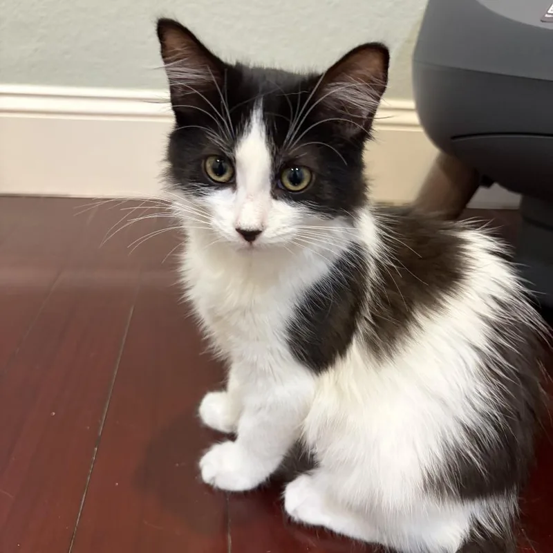 A baby small-sized female Black Domestic Medium Hair cat named Luna Snow for adoption in Los Angeles, CA