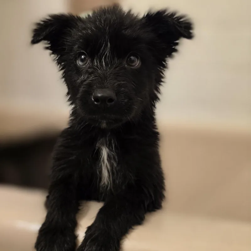A baby medium-sized female Shepherd dog named Spooky for adoption in Alexandria, VA