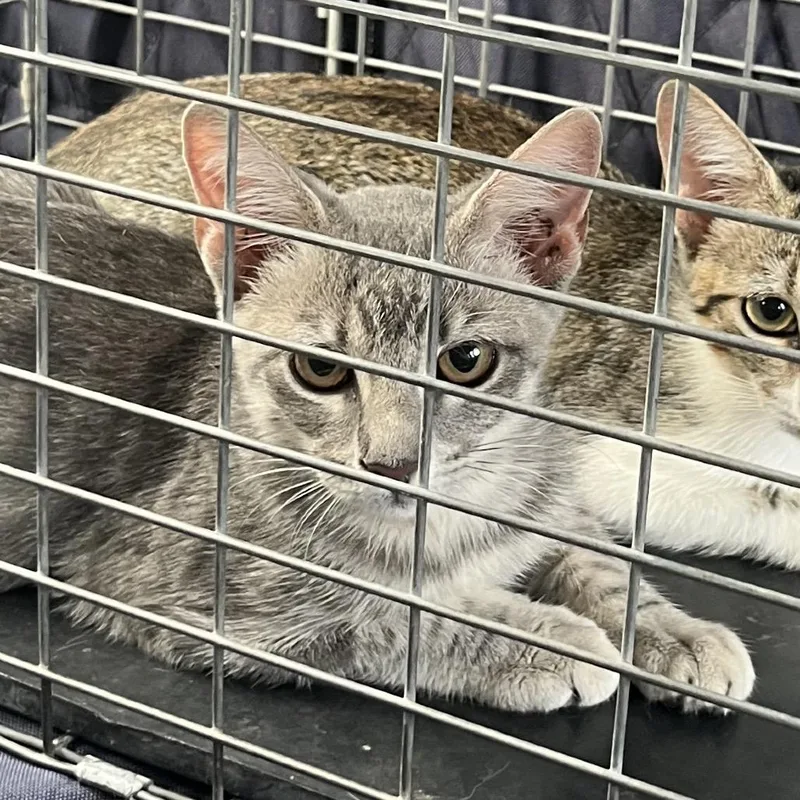 A baby small-sized female Gray / Blue / Silver Domestic Short Hair cat named Indie for adoption in Lake Jackson, TX