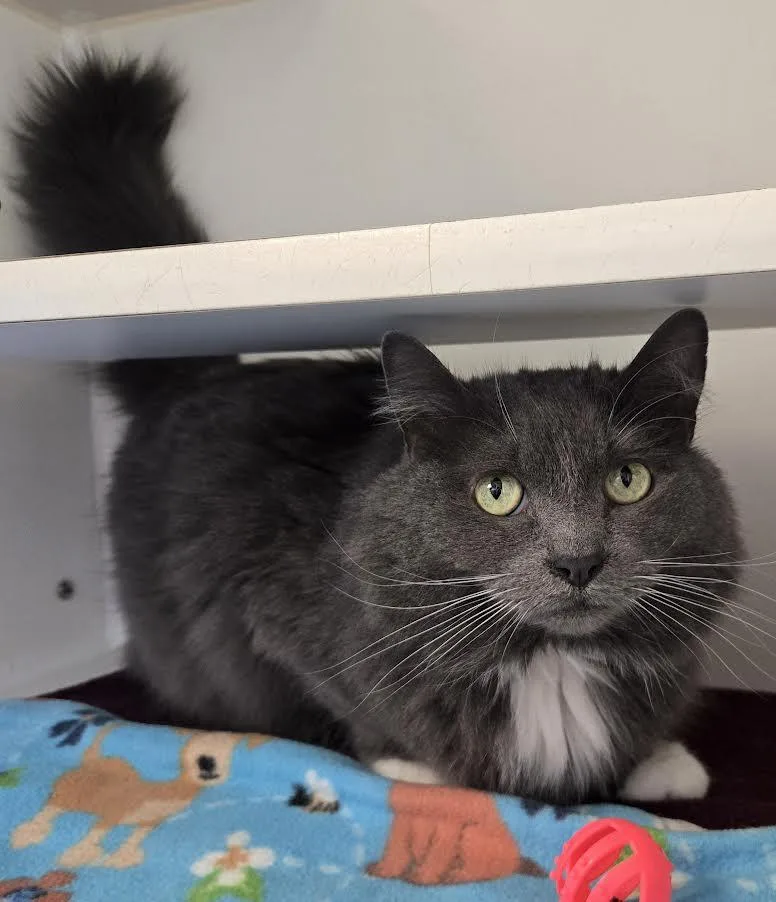 Toby Toe Beans thumbnail 3