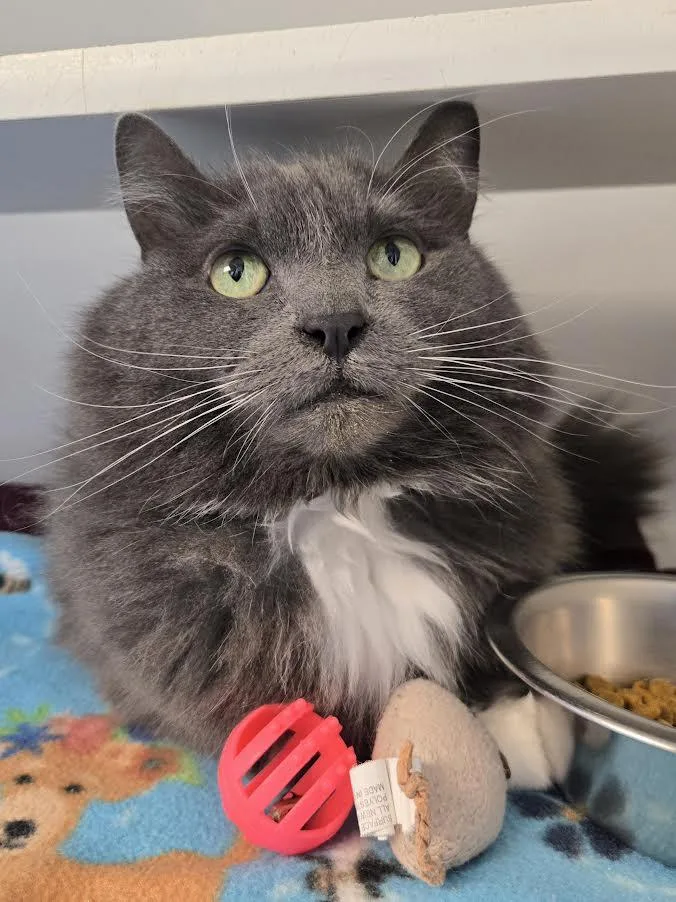 Toby Toe Beans thumbnail 4