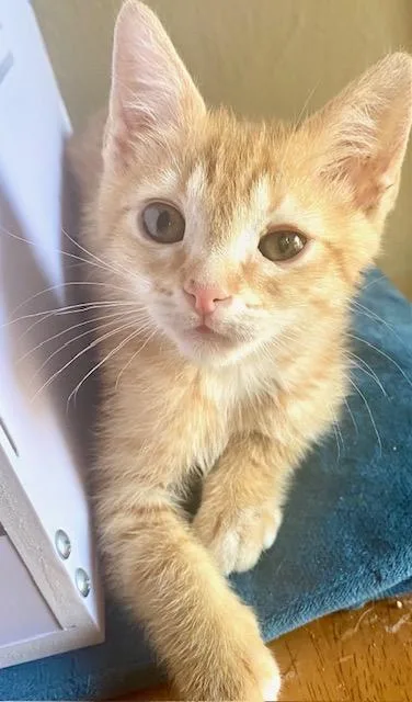 A baby medium-sized female Orange & White Domestic Short Hair cat named Mango for adoption in Hillsboro, OR