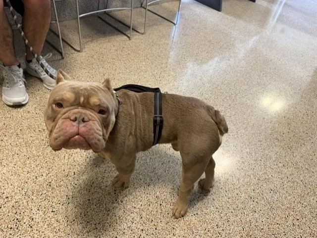 An adult medium-sized male American Bulldog dog named Mr.tyson for adoption in Miami, FL