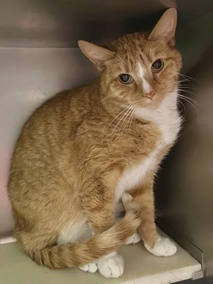 Yeti Buzz thumbnail 2