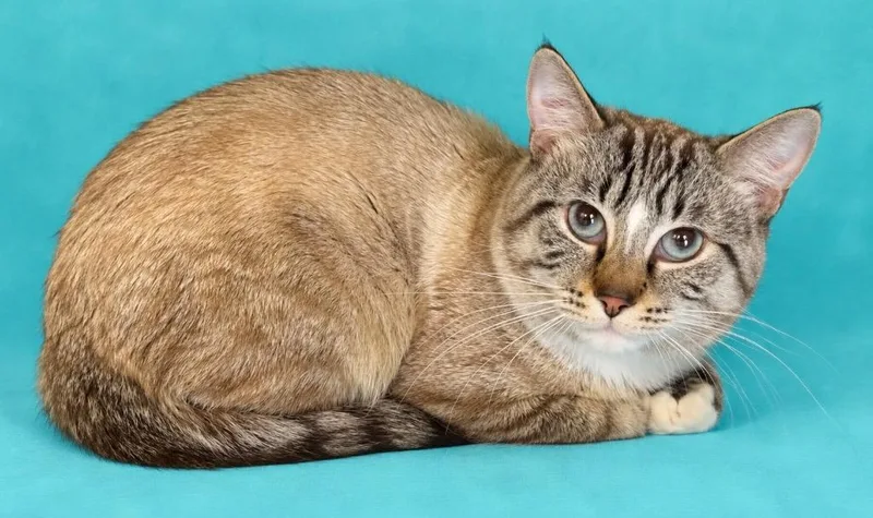 A baby small-sized male Domestic Short Hair cat named Herbert for adoption in Columbia, TN