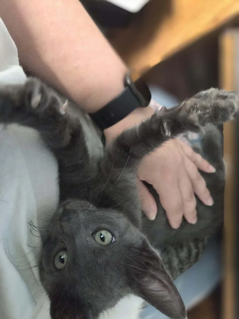 A baby small-sized male Gray / Blue / Silver Domestic Short Hair cat named Big Bear for adoption in Stoughton, WI