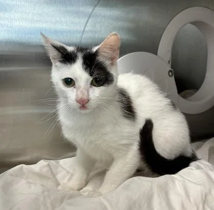 An adult medium-sized male Domestic Short Hair cat named Patches for adoption in West Chester, PA