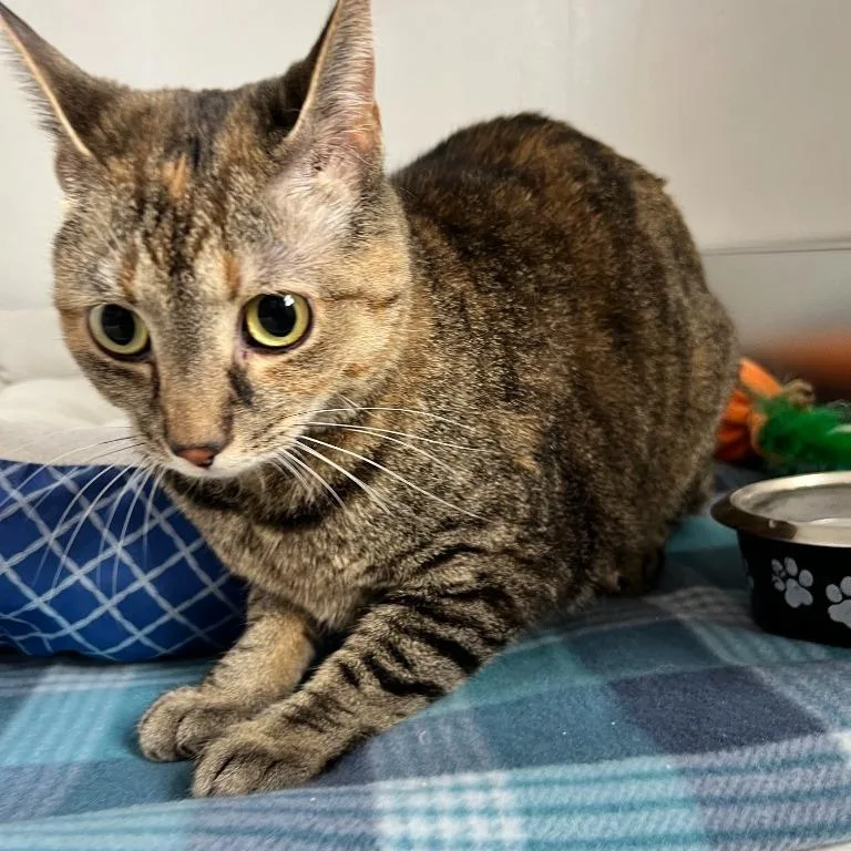 An adult small-sized female Domestic Short Hair cat named Tinker for adoption in Archbold , OH