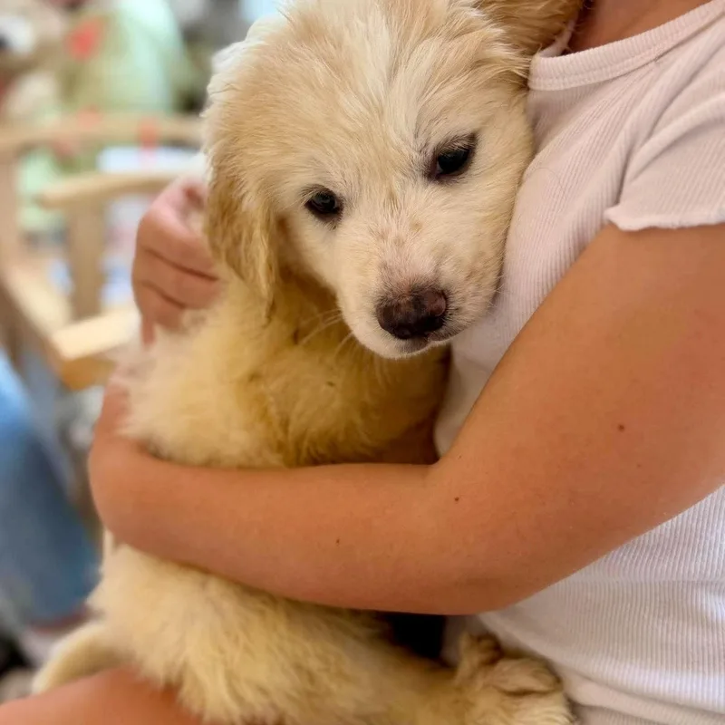 Honey Bear