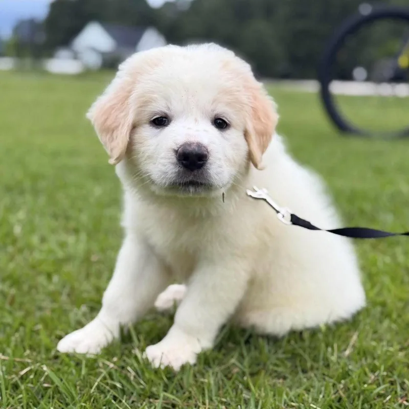Honey Bear thumbnail 2