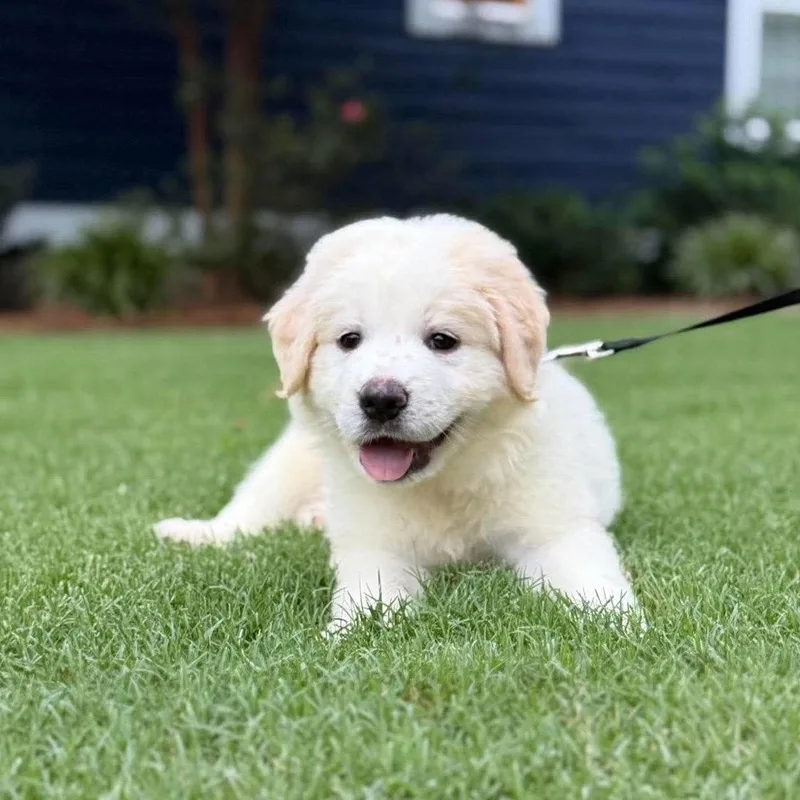 Honey Bear thumbnail 3