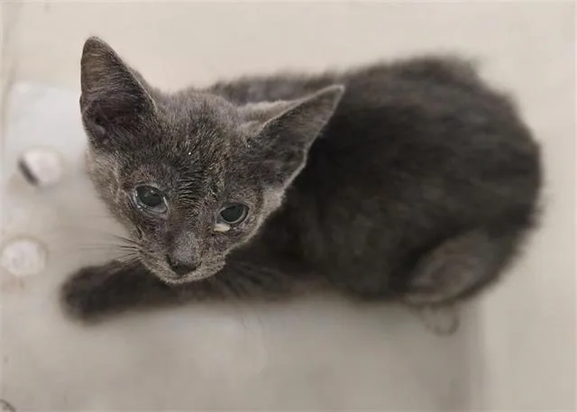 A baby medium-sized male Domestic Short Hair cat named Ruffian for adoption in Dallas, TX