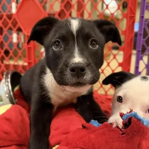 A baby medium-sized male Black Labrador Retriever dog named Bermuda D for adoption in Minnetonka, MN