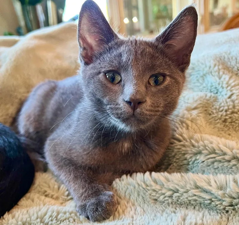 A baby small-sized male Gray / Blue / Silver Domestic Short Hair cat named Smoky for adoption in El Monte, CA