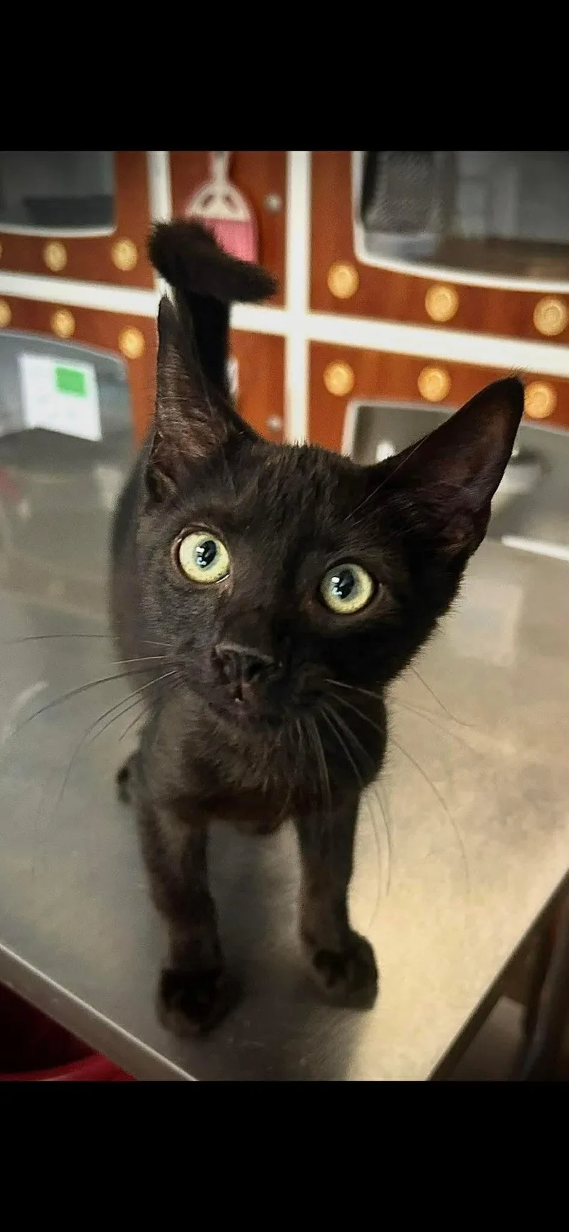 A baby medium-sized male Black Domestic Short Hair cat named Dip for adoption in Gettysburg, PA