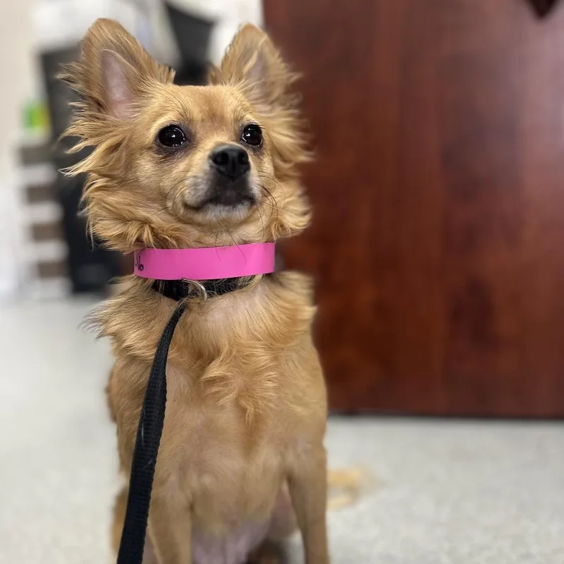 An adult small-sized female Chihuahua dog named Little Baby for adoption in Cumming, GA