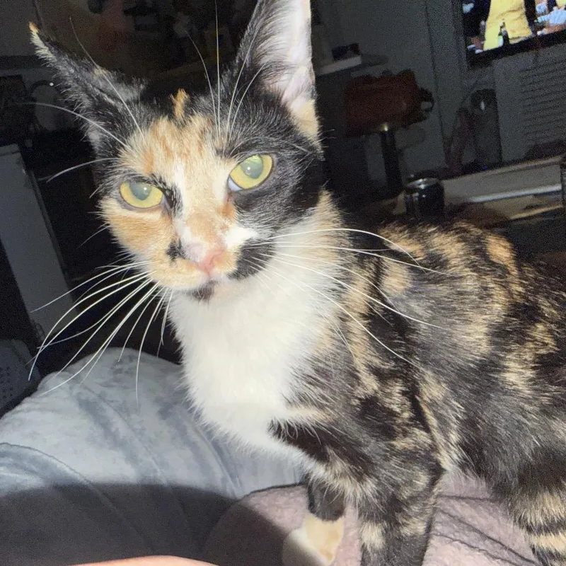 Cressida thumbnail 2