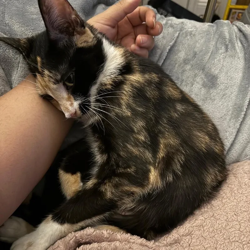 Cressida thumbnail 3