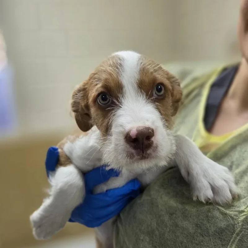 A baby small-sized male White / Cream Wirehaired Terrier dog named Quill for adoption in Incline Village, NV