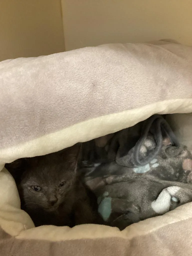 A baby medium-sized male Domestic Short Hair cat named Piazza for adoption in Bloomington, IN