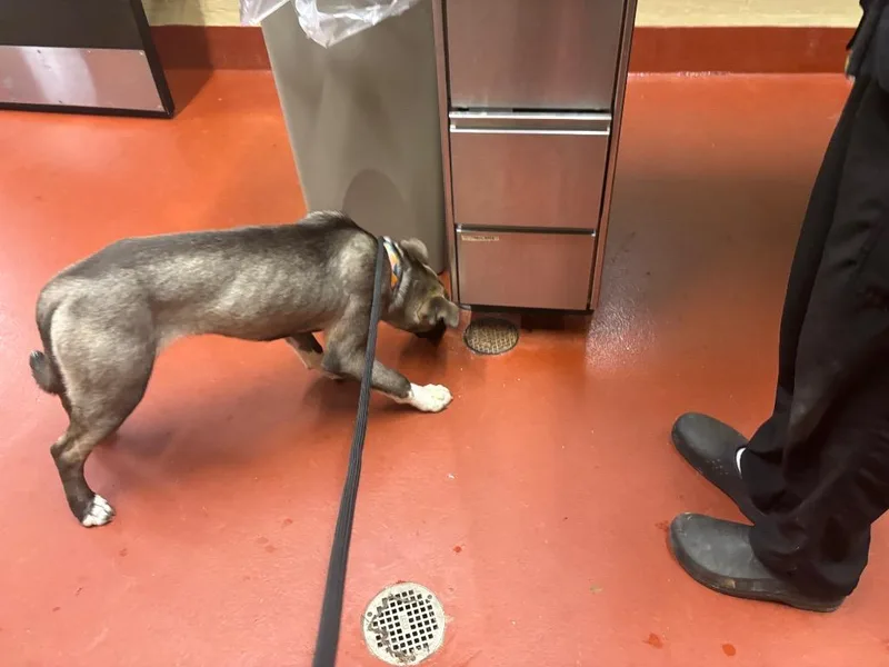 A baby small-sized female Siberian Husky dog named Reign for adoption in Douglasville, GA