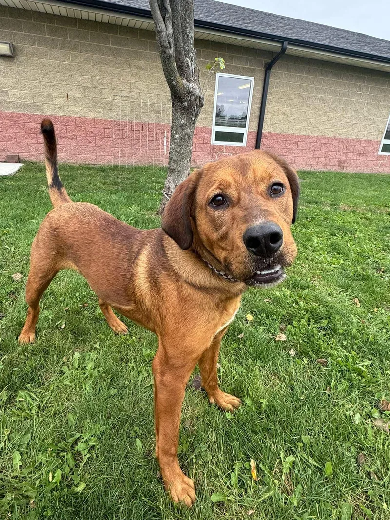 An adult large-sized male Labrador Retriever dog named Bentley for adoption in Maryville, MO