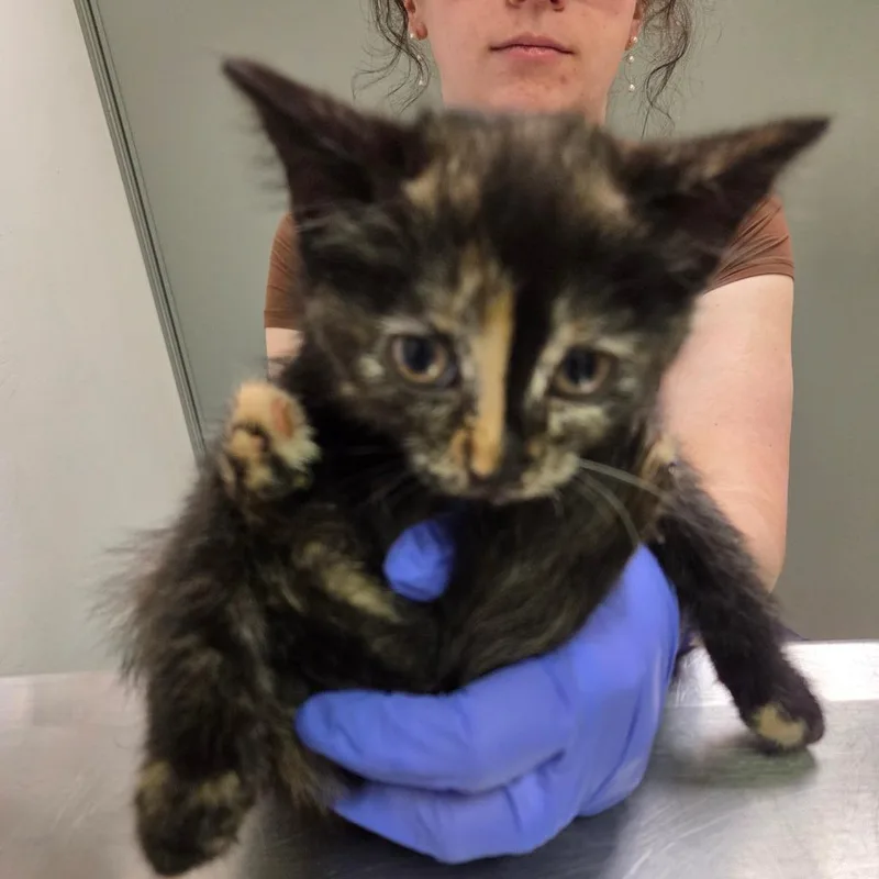 Ice Cream Cake thumbnail 2