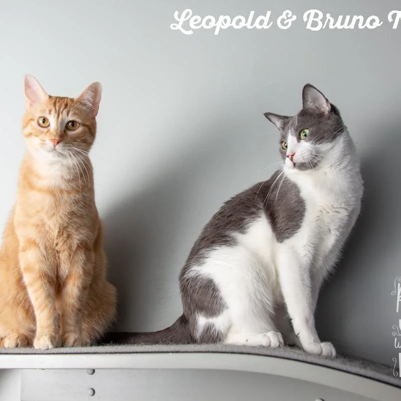 Bruno Mars thumbnail 2