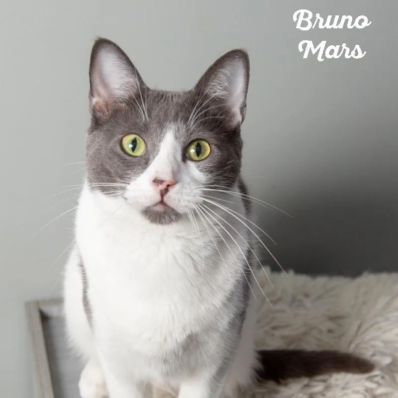 Bruno Mars thumbnail 3