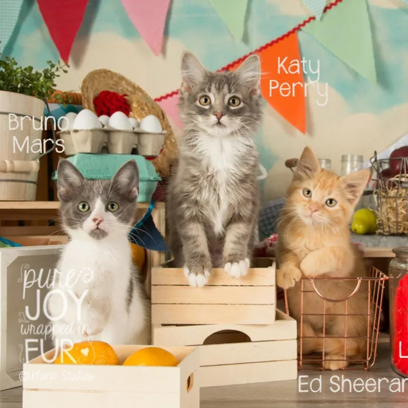 Bruno Mars thumbnail 4