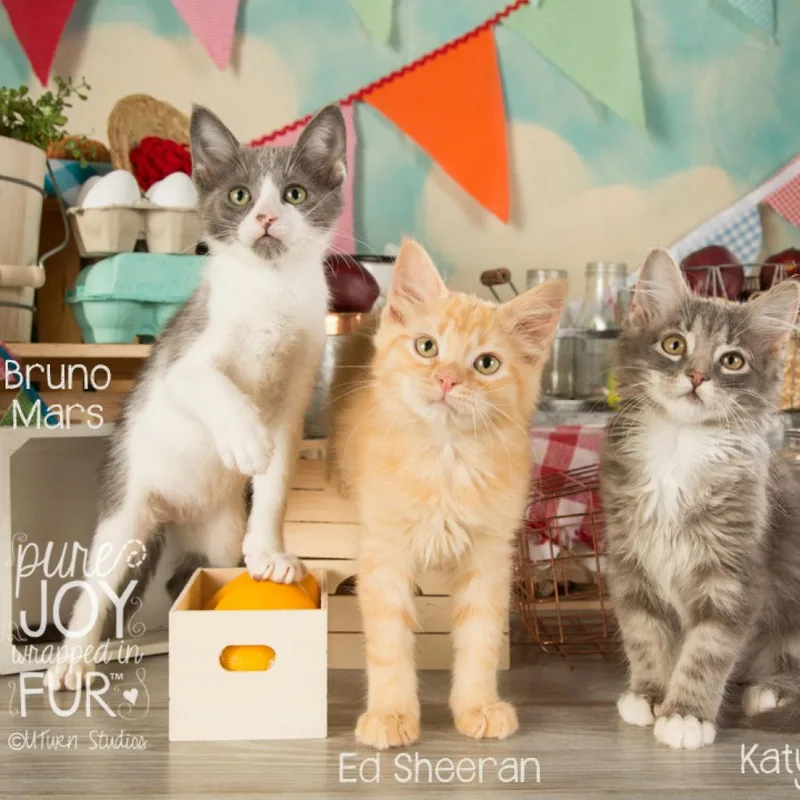 Bruno Mars thumbnail 5