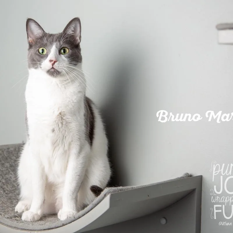 Bruno Mars thumbnail 6