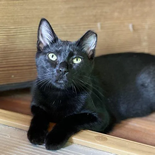 Lani
