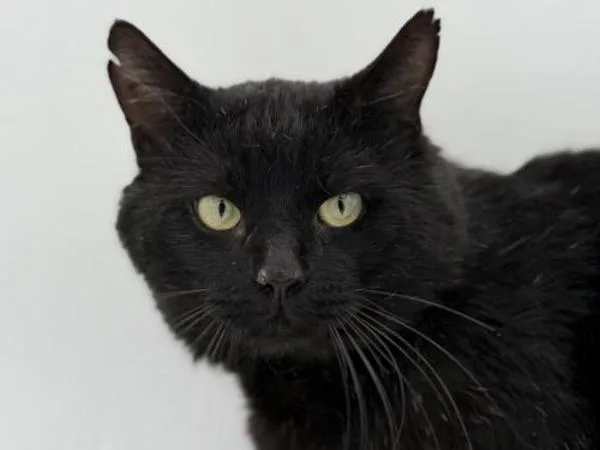 An adult medium-sized male Domestic Short Hair cat named Brandon for adoption in Portland, OR