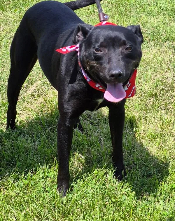An adult large-sized male Australian Cattle Dog / Blue Heeler dog named Koda for adoption in Morristown, TN