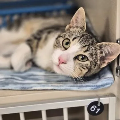 A baby medium-sized male Domestic Medium Hair cat named Sapling for adoption in Sacramento, CA