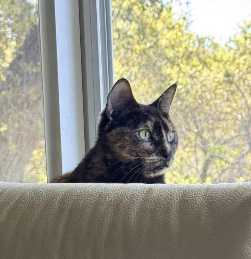 An adult medium-sized female Domestic Short Hair cat named Glynnis for adoption in San Jose, CA