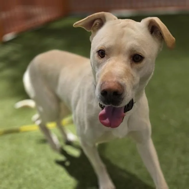 An adult large-sized male Pit Bull Terrier dog named Kane for adoption in Las Vegas, NV