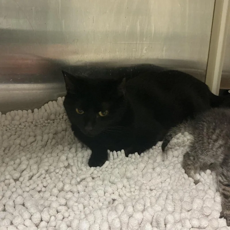 An adult small-sized female Black Domestic Short Hair cat named Little Girl for adoption in Elizabeth City, NC