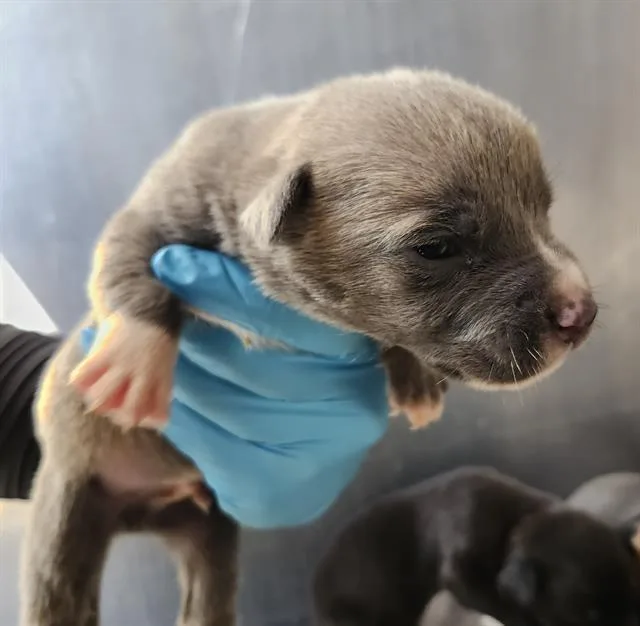 A baby small-sized male American Staffordshire Terrier dog named Orion for adoption in San Antonio, TX