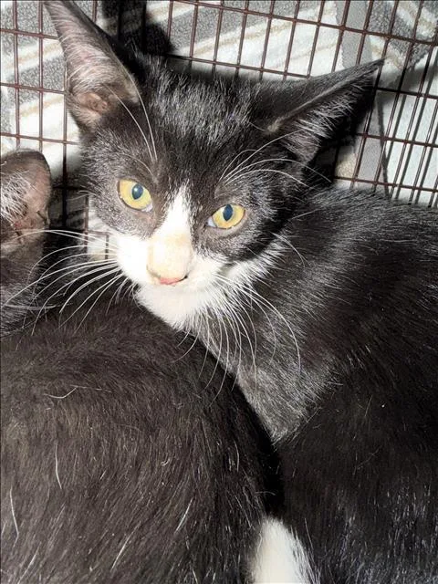 A baby small-sized male Domestic Short Hair cat named Sushi for adoption in Van Nuys, CA