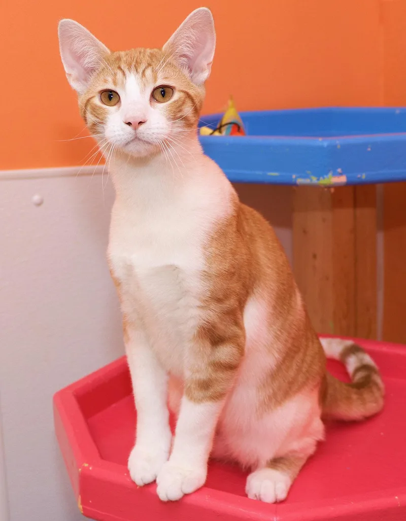 A baby small-sized male Orange & White Domestic Short Hair cat named Zest for adoption in Cincinnati, OH