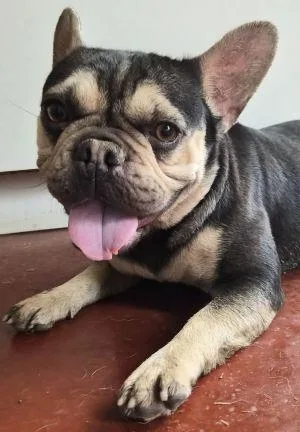 A young small-sized female French Bulldog dog named Millie for adoption in Savannah, MO