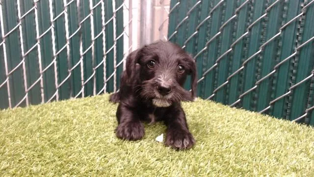 A baby medium-sized male Schnauzer dog named Albee for adoption in Downey, CA