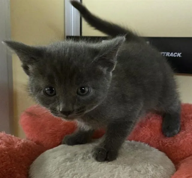 A baby medium-sized female Domestic Short Hair cat named Gail for adoption in Lancaster, CA