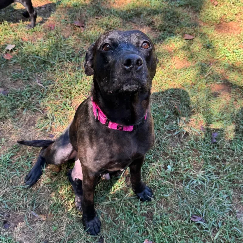 An adult medium-sized female Black Pit Bull Terrier dog named Mama Luna for adoption in Greensboro, NC
