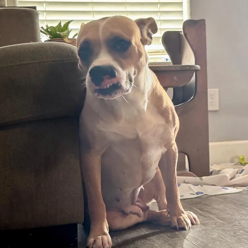 An adult medium-sized female Boxer dog named Esperanza for adoption in Houston, TX
